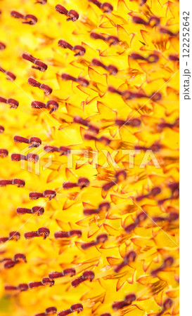 a detailed macro shot of a sunflower's florets, showing the intricate arrangement of golden petals and maroon-tipped stamens. 122252642