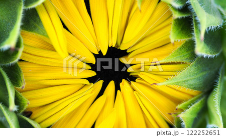 a detailed close-up of a sunflower in its early blooming stage. The yellow petals are tightly arranged in a circular pattern, with the green bracts framing the composition, drawing attention to the a detailed close-up of a sunflower in its early blooming stage. The yellow petals are tightly arranged in a circular pattern, with the green bracts framing the composition, drawing attention to the 122252651