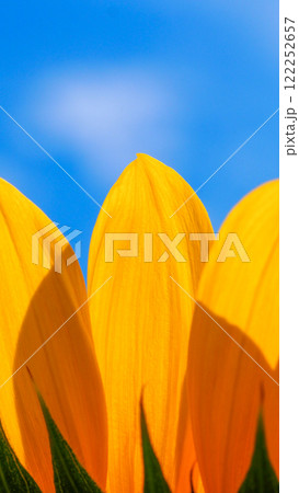 Sunny Contrast - Bright sunflower petals against a vivid blue sky, emphasizing natural beauty, optimism, and energy 122252657