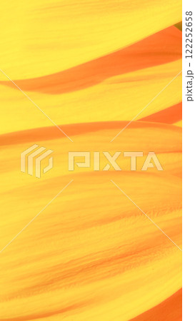 Golden Simplicity - A close-up of sunflower petals showcasing soft textures and warm tones, ideal for minimalist design, nature-focused branding, or seasonal promotions 122252658