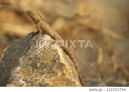 Dragon Lizard Macro shot Dragon Lizard Macro shot 122252744