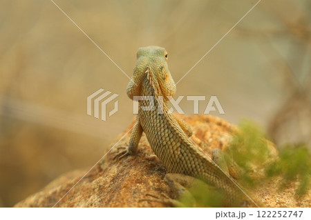 Dragon Lizard Macro shot Dragon Lizard Macro shot 122252747