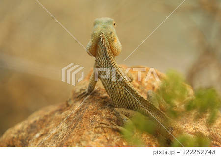 Dragon Lizard Macro shot 122252748