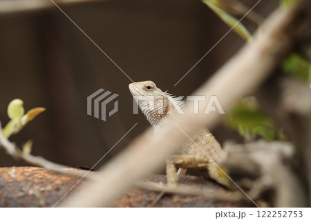 Dragon Lizard Macro shot Dragon Lizard Macro shot 122252753