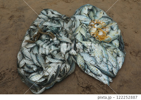 Dead Fishes In the Boat 122252887