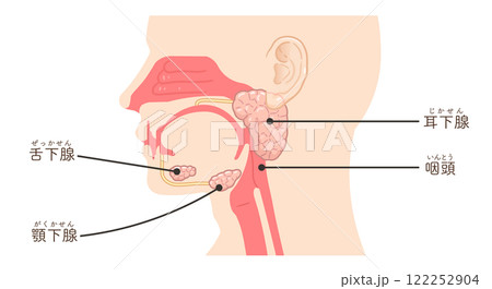 耳下腺・唾液腺・舌下腺のイラスト 122252904