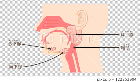 耳下腺・唾液腺・舌下腺のイラスト 122252904
