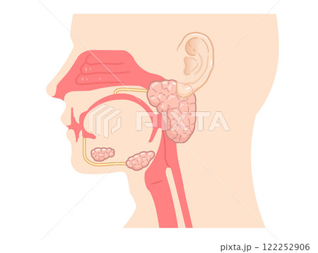 耳下腺・唾液腺・舌下腺のイラスト 122252906