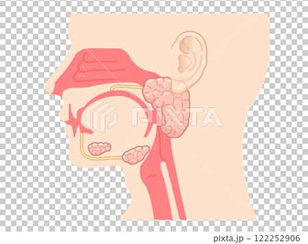 耳下腺・唾液腺・舌下腺のイラスト 122252906