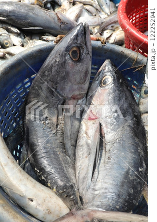 Dead Fishes In the Boat 122252941