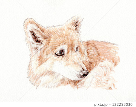 水彩で描いたお座りして振り向くミックス犬 122253030