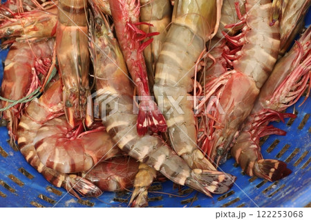 Non Vegetarian sea food Prawns 122253068