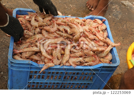 Non Vegetarian sea food Prawns 122253069