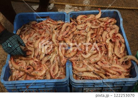 Non Vegetarian sea food Prawns 122253070