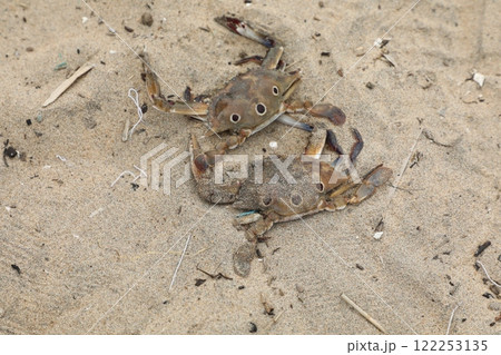 Crabs on the Beach sand 122253135