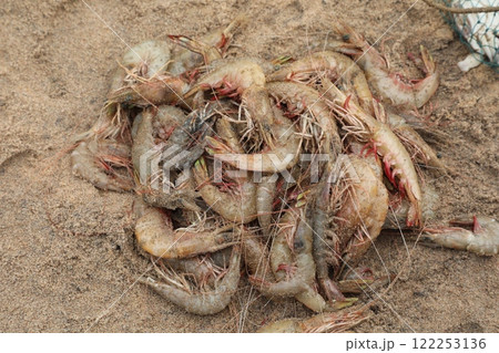 Crabs on the Beach sand 122253136