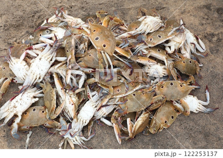 Crabs on the Beach sand 122253137