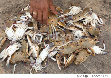 Crabs on the Beach sand 122253139