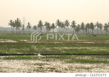 Buffalo's in fields rural area Buffalo's in fields rural area 122253173