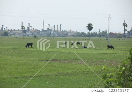 Buffalo's in fields rural area Buffalo's in fields rural area 122253177