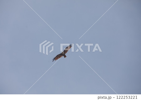 Bird Eagle Flying in the sky Bird Eagle Flying in the sky 122253221