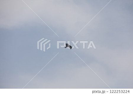 Bird Eagle Flying in the sky Bird Eagle Flying in the sky 122253224