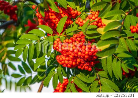 Autumn bright red rowan berries with leaves 122253231
