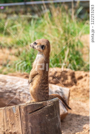 Meerkat, Suricata suricatta, on hind legs. Portrait of meerkat standing on hind legs with alert expression. Portrait of a funny meerkat sitting on its hind legs. 122253263