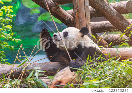 The Giant Panda Bear sits while eating a bamboo stalk The Giant Panda Bear sits while eating a bamboo stalk 122253285