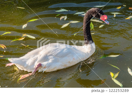 The black-necked swan, Cygnus melancoryphus, is a swan that is the largest waterfowl native to South America. The body plumage is white with a black neck and head and greyish bill 122253289