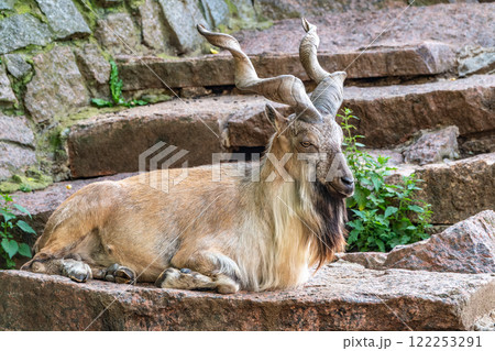 Close-up portrait of Markhor, Capra falconeri, wild goat native to Central Asia, Karakoram and the Himalayas 122253291
