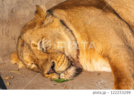 An asian female lion laying on the ground An asian female lion laying on the ground 122253299
