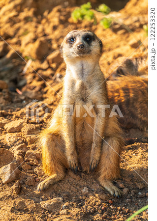 Meerkat, Suricata suricatta, on hind legs. Portrait of meerkat standing on hind legs with alert expression. Portrait of a funny meerkat sitting on its hind legs. Meerkat, Suricata suricatta, on hind legs. Portrait of meerkat standing on hind legs with alert expression. Portrait of a funny meerkat sitting on its hind legs. 122253320