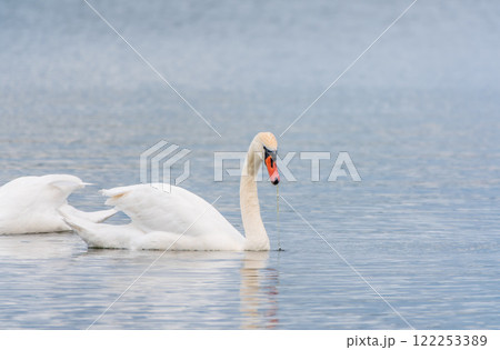 Two Graceful white Swans swimming in the lake, swans in the wild Two Graceful white Swans swimming in the lake, swans in the wild 122253389