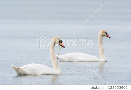 Two Graceful white Swans swimming in the lake, swans in the wild 122253402