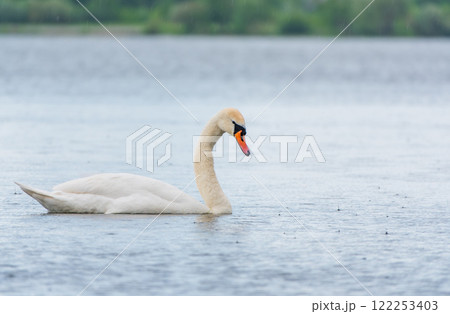 Graceful white Swan swimming in the lake, swans in the wild. Portrait of a white swan swimming on a lake. 122253403