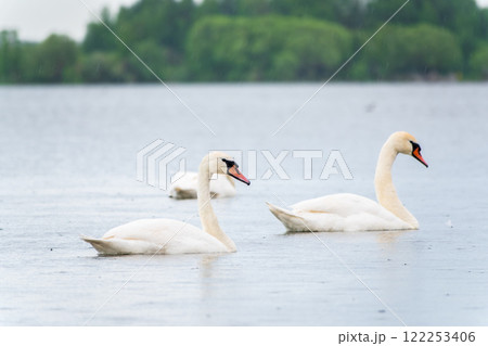 Three graceful white swans swims in the lake, swans in the wild. Three graceful white swans swims in the lake, swans in the wild. 122253406