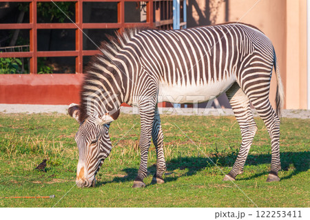 Grevy's zebra, lat Equus grevyi, also known as the imperial zebra eats green grass. Grevy's zebra, lat Equus grevyi, also known as the imperial zebra eats green grass. 122253411