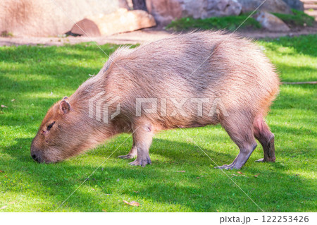 A large capybara walks on the green grass in the park A large capybara walks on the green grass in the park 122253426