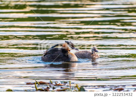 The waterfowl bird, great crested grebe with chick, swimming in the lake. The waterfowl bird, great crested grebe with chick, swimming in the lake. 122253432