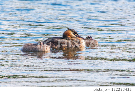 The waterfowl bird, great crested grebe with chick, swimming in the lake. 122253433