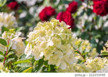 Lush white and yellow hydrangea flowers in summer. Lush white and yellow hydrangea flowers in summer. 122253440