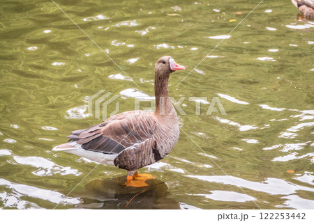 Greater White-fronted Goose (Anser albifrons) standing on the green shore of the pond. 122253442