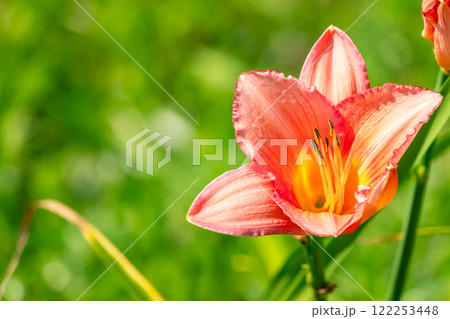 Close up of a single orange day lily, Hemerocallis fulva, in full bloom. 122253448