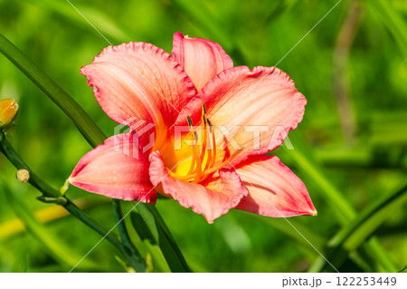 Close up of a single orange day lily, Hemerocallis fulva, in full bloom. 122253449