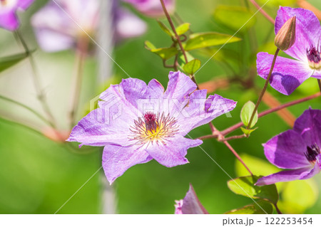 Spring Flowering Downy Clematis (Clematis macropetala). Close up of flowering blue Clematis on blurred background. 122253454