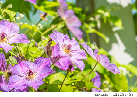 Spring Flowering Downy Clematis (Clematis macropetala). Close up of flowering blue Clematis on blurred background. Spring Flowering Downy Clematis (Clematis macropetala). Close up of flowering blue Clematis on blurred background. 122253455