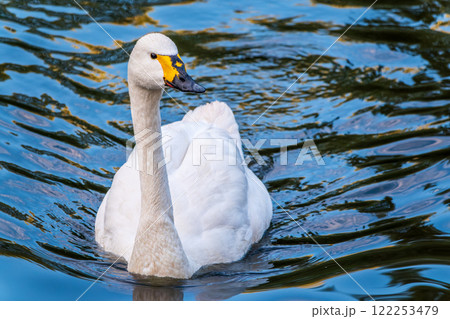 Whooper Swan, Swans, Cygnus cygnus 122253479