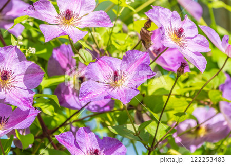 Spring Flowering Downy Clematis (Clematis macropetala). Close up of flowering blue Clematis on blurred background. 122253483