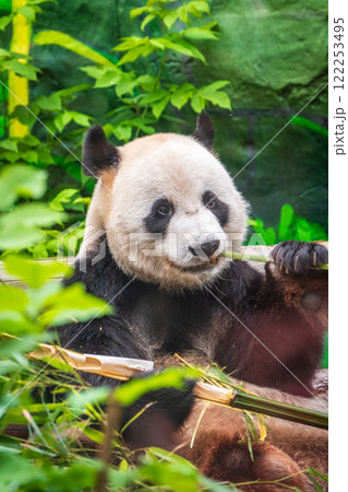 The Giant Panda Bear sits while eating a bamboo stalk 122253495